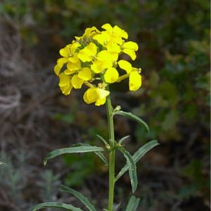 le vélar sylvestre jaune