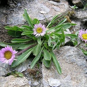 les vergerettes des Alpes roses