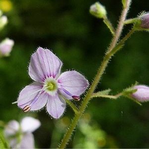 le véronique à feuilles d'Ortie rose