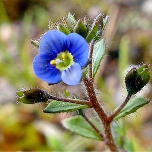 la véronique à feuilles de Calament bleue