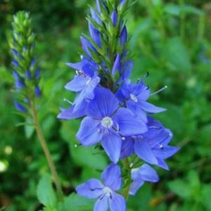 les véroniques d'Autriche bleues