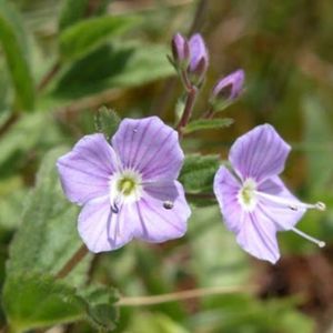 les véroniques de Gouan mauves