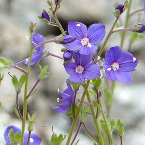 les véroniques des rochers violettes