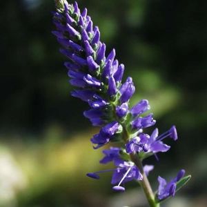 la véronique en épi violette