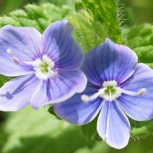 les véroniques petit-chêne violettes