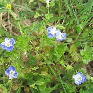 les véroniques violettes