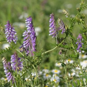 les vesces bigarrées violettes