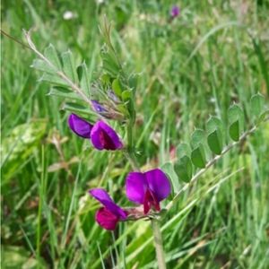 les vesces cultivées violettes