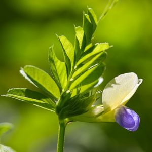 la vesce de Barbazita violette