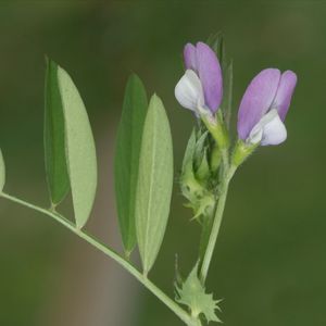 la vesce de Bithynie mauve