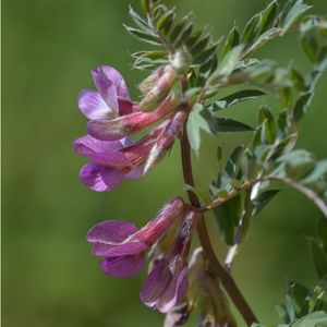 les vesces de Hongrie violettes