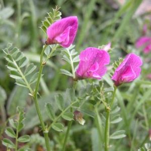 les vesces des Pyrénées roses