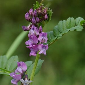 les vesces des haies violettes