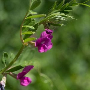 les vesces des moissons violettes