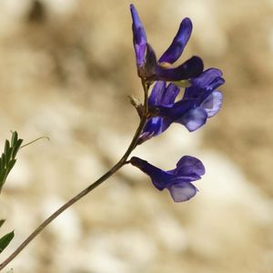 la vesce faux-sainfoin violette