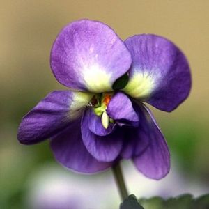 le violette de Toulouse violette