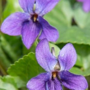 les violettes des bois violettes