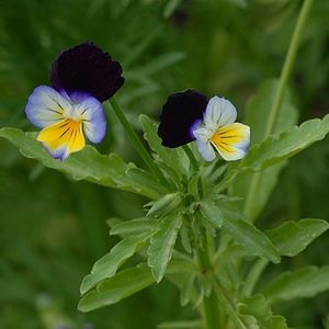 les violettes des champs violettes