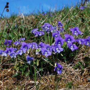 les violettes des chiens violettes