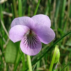 la violette des marais violette