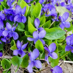 les violettes odorantes violettes