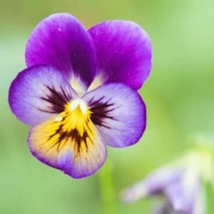 la violette tricolore violette