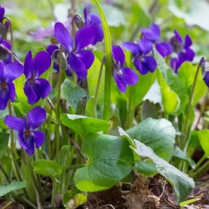 la fleur violette