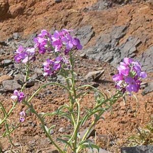 les violliers de Madère mauves