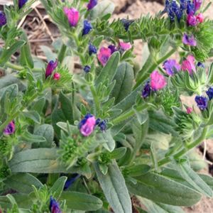 les viperines à feuilles de plantain roses et violettes