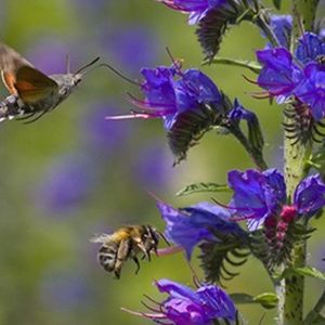 les viperines communes violettes