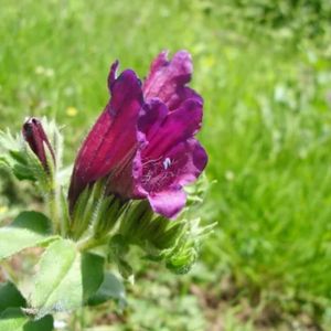 la viperine de Crête rose