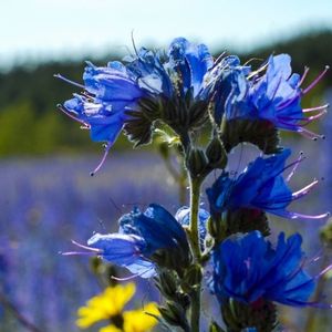 les viperines bleues