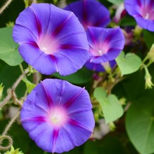 les volubilis violettes