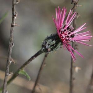 la volutaire à fleurs tubulées rose