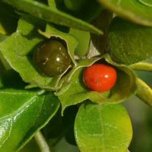 des withanies frutescentes oranges et vertes