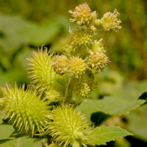 Des xanthiums verts aux nuances de jaunes