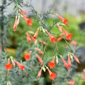 des zauschnerias oranges