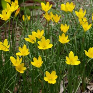 les zephyranthes jaunes