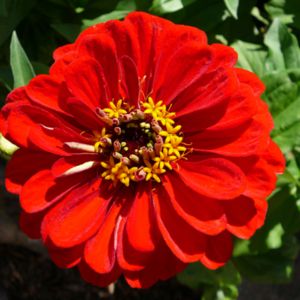 la zinnia rouge