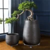 Plateau Plante Roulette en pot