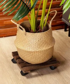Plateau Roulette pour Plantes