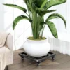 Plateau Roulettes Plante