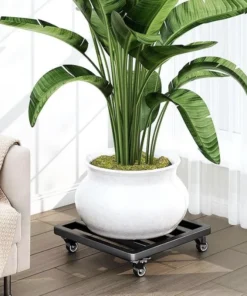 Plateau Roulettes Plante