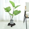 Plateau à Roulettes Plante
