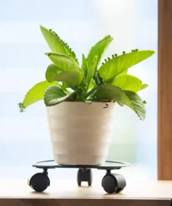 Plateau sur Roulette pour Plante