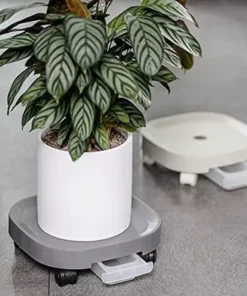 Plateau à Roulettes pour Plante