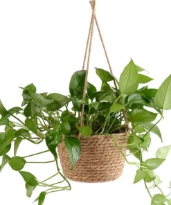 Suspension Interieur Plante