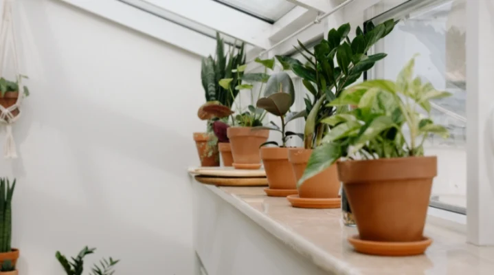 plante verte dans une maison