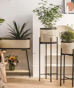 Plante Table Fleurs