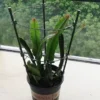 Treille pour Fleurs et Plantes Grimpantes